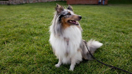 Happy sheltie sheepdog 