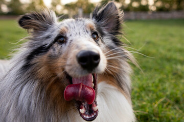 Happy sheltie sheepdog 