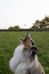Fototapeta premium Happy sheltie sheepdog 