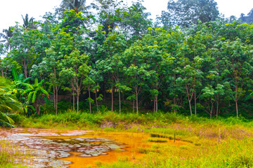 Fototapeta premium Beautiful natural landscape and tropical forest Phuket island Thailand.