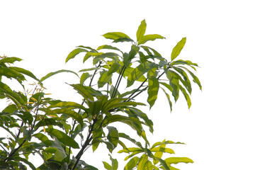 Green leaf or branch isolated on white background.