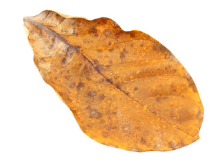 dry leaves brown isolated on white background.