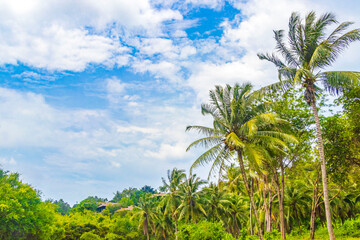 Fototapeta na wymiar Beautiful natural landscape and tropical forest Phuket island Thailand.