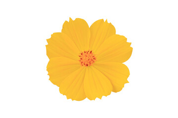 bright yellow flowers isolated on white background.