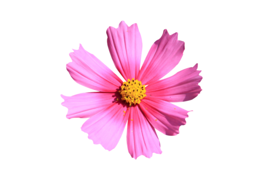 bright pink cosmos flowers isolated on white background.