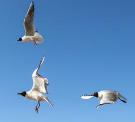 A flock of seagulls in flight against a sky.