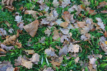 Brown dry oak fall leaves on green grass at autumn. Autumnal background texture