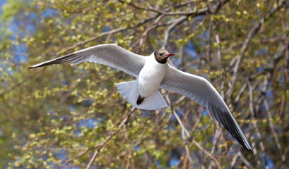 Portrait of a seagull in flight on a background of trees
