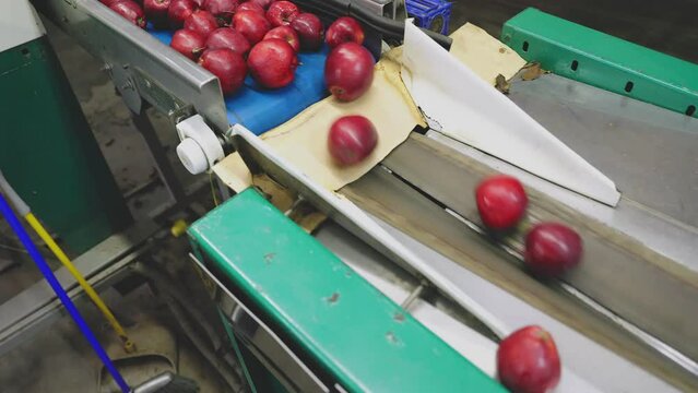 red apples on automatic sorting feed line with further packaging for sale