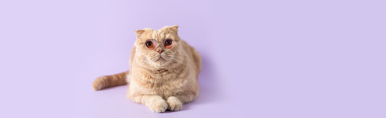 Suprised cat wearing sunglasses on violet background and looking at free copy space. Sale,...