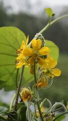 Beautiful yellow flowers of Senna hirsuta also known as Woolly or Hairy senna along with green leaves background.