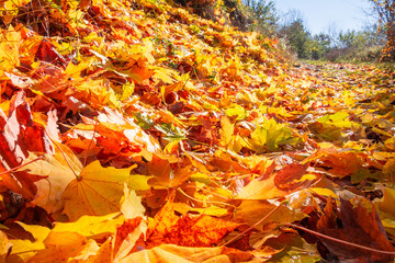 Fallen autumn maple leaves are strewn along the path