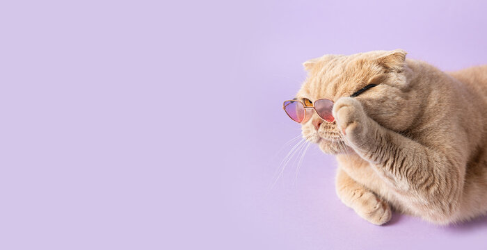 Suprised cat taking off his sunglasses on violet background and looking at free copy space for text. Sale, advertisment, discount, special offer, promotion business concept. Creative trendy banner