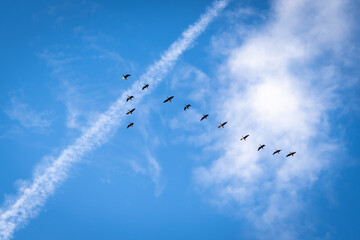 Wild geese fly
