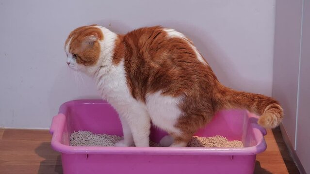 The cat is pooping in the litter box.