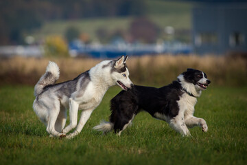 two dogs in the meadow are chasing each other