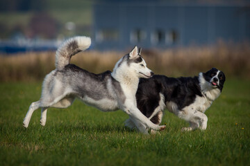 two dogs in the meadow are chasing each other