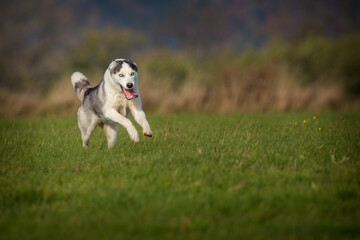 siberian husky running on the meadow
