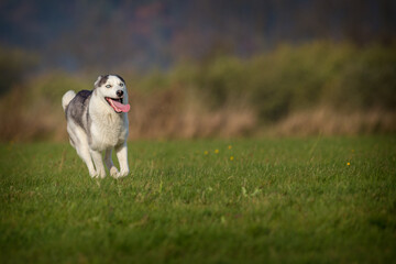 siberian husky running on the meadow © jurra8
