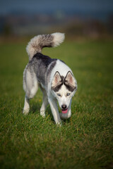 siberian husky running on the meadow