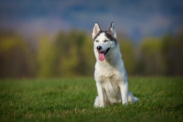 siberian husky on the meadow