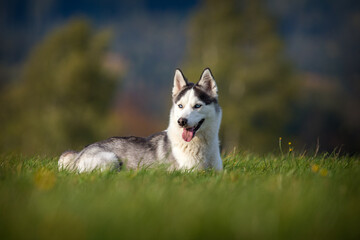 siberian husky on the meadow