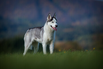 siberian husky on the meadow