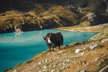 Yak in the mountains