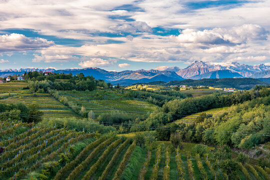 Colorful sunset in the vineyards at the border between Italy and Slovenia
