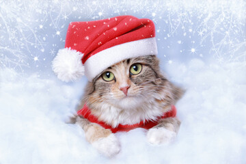 Cat in a Santa Claus hat lies on a white background. New Year holiday background. Christmas Cat. Winter season. Greeting cards. Winter white frosty twigs. Happy New Year. Kitten rests on white clouds