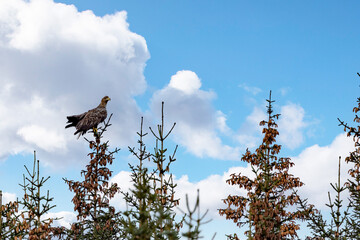 Sea eagle on a tree topp,Brønnøy,Nordland county,Norway