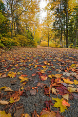 Fallen leaves on a small road at fall