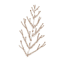 Wild Flower Icon. Hand Drawn Illustration