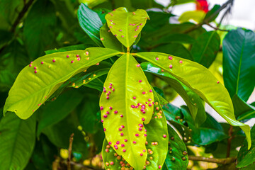 Tropical nature with palm trees flowers plants jungle forest Thailand.