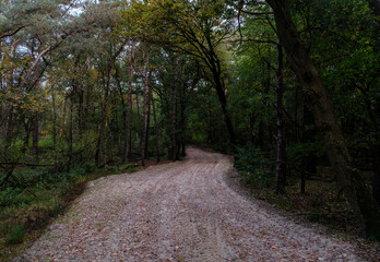 Nature reserve Holtingerveld, Drenthe province, The Netherlands Natuurgebied Holtingerveld