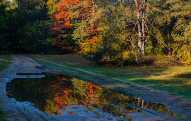 Nature reserve Holtingerveld, Drenthe province, The Netherlands Natuurgebied Holtingerveld
