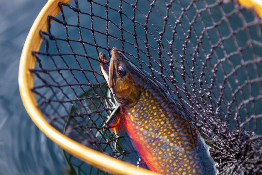 Beautiful male brook trout in spawning colors in a vintage wooden net