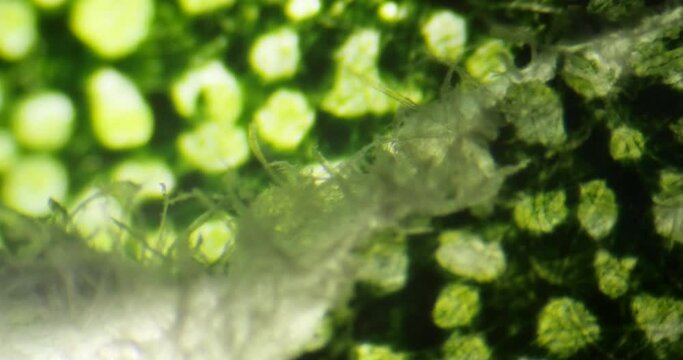 Close-up ultra macro footage seen through microscope of a leaf