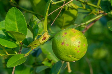 Rust on lime fruit, Citrus canker ,Citrus disease caused by the bacterium Xanthomonas citri subsp