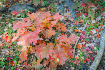 Group of Oak Leaves in Autumn Red Yellow and Brown