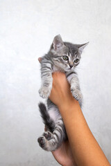 Fototapeta na wymiar Small gray kitten in his hands on a gray background
