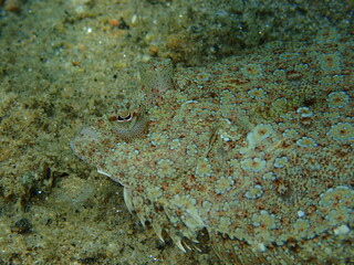 Wide-eyed flounder (Bothus podas) close-up undersea, Aegean Sea, Greece, Halkidiki