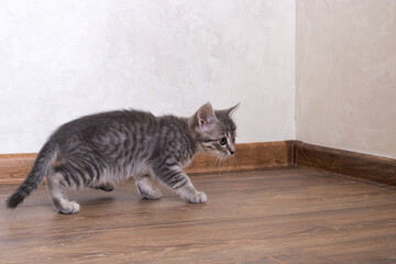 A gray kitten walks on a wooden floor