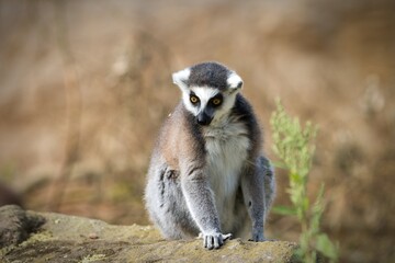 ring lemur catta