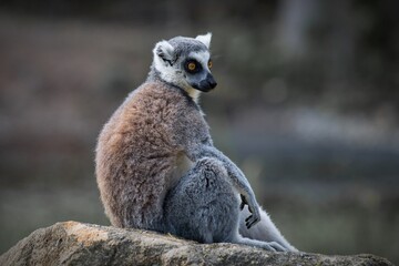 ring tailed lemur catta