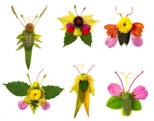 insect from leaves and flowers-  activity for kids, collage - set collection
