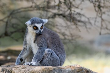 ring lemur catta