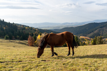 Fototapeta na wymiar Bay horse standing on spring green pasture