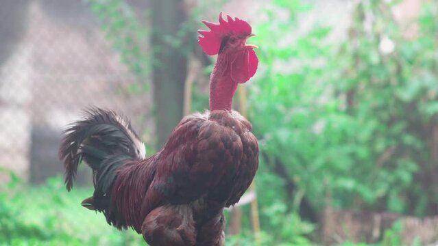 a rooster crows in the fog,a red rooster crows in an autumn morning