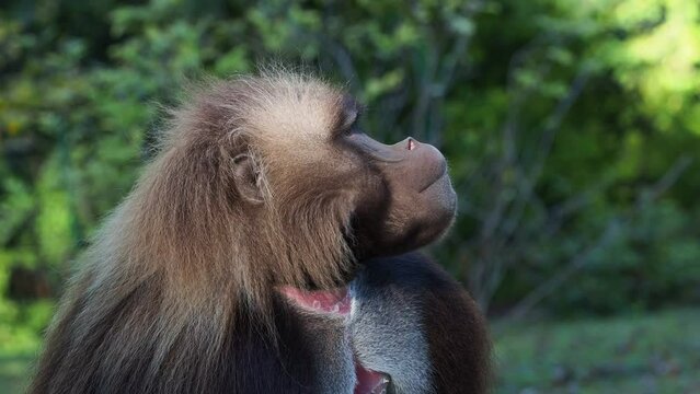 Alpha male of Gelada Baboon - Theropithecus gelada, beautiful ground primate